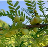 Pulpa Emblica Frozen NFC (AMLA / Gooseberry Indian) 