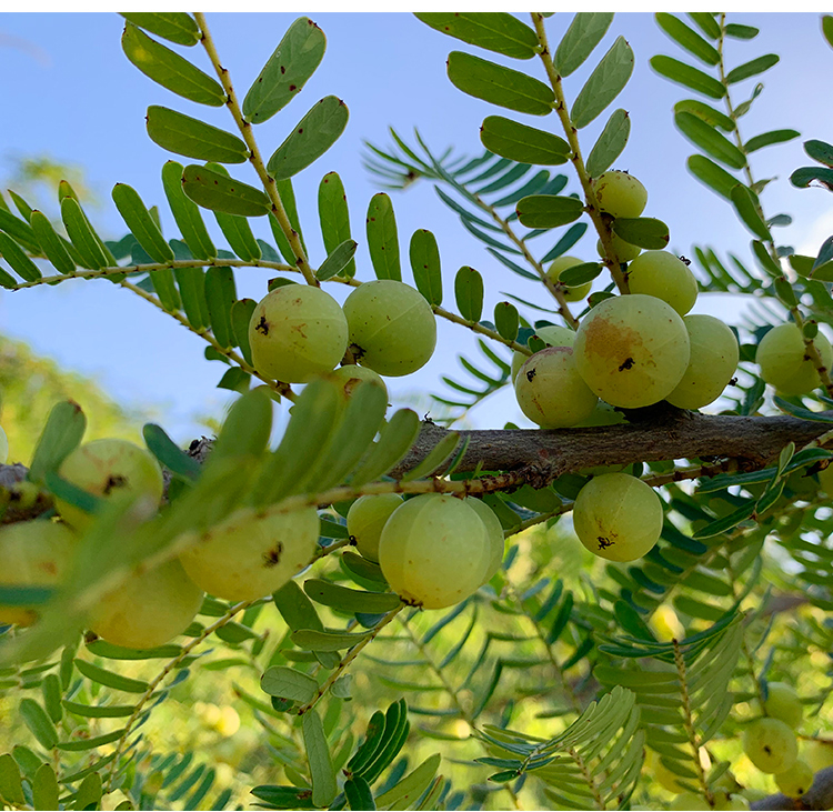 Pulpa Emblica Frozen NFC (AMLA / Gooseberry Indian) 