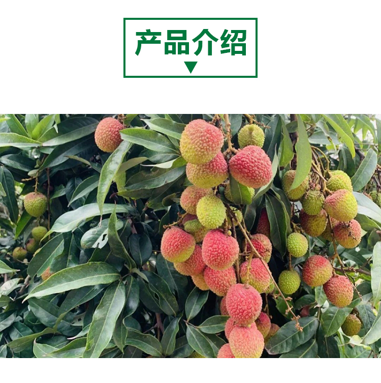 15 kg 荔枝原粉详情页 _02