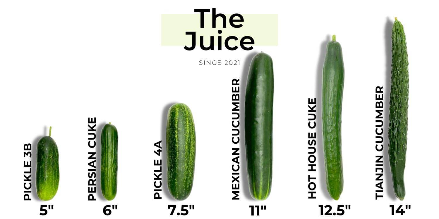 Pepino-varieties y how-to-use-them