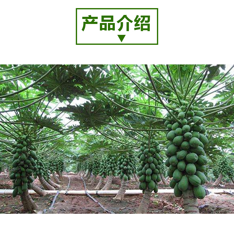 15kg 青木瓜 A206 详情页 _02 