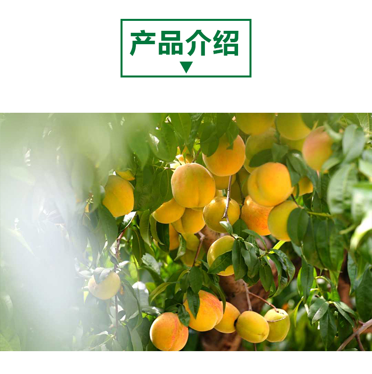 15 kg 黄桃原粉详情页 _02