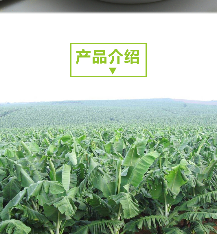 15kg 青香蕉粉 A706 详情页 _02 