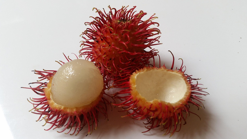 Polvo de Rambután (Lichee peludo)