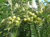 Pulpa Emblica Frozen NFC (AMLA / Gooseberry Indian) 