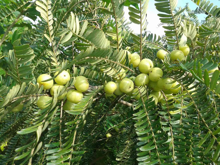 Pulpa Emblica Frozen NFC (AMLA / Gooseberry Indian) 