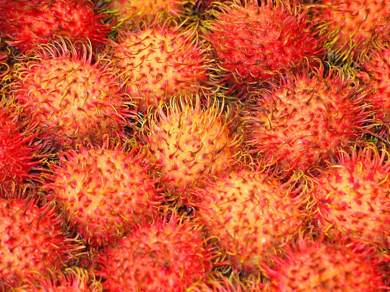 Polvo de Rambután (Lichee peludo)