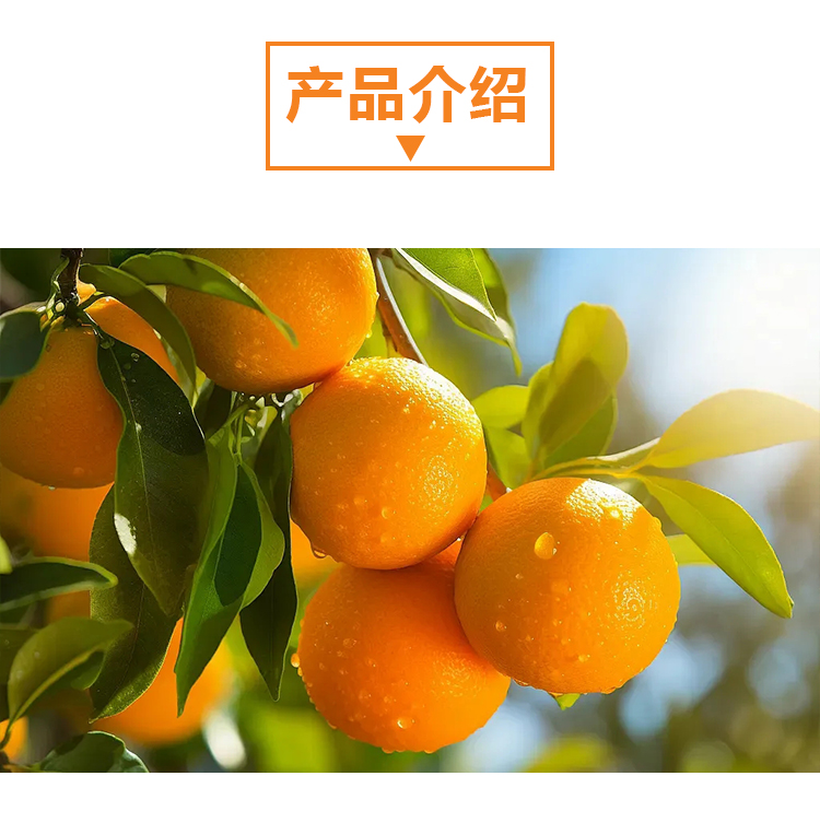 血橙原粉 A1106 详情页 _02 