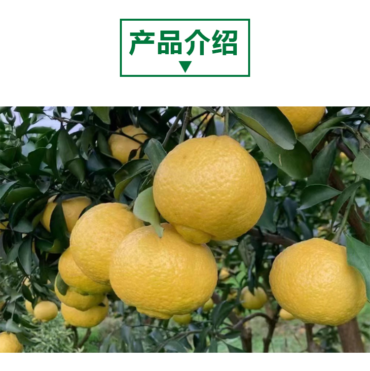 Polvo de pomelo dorado