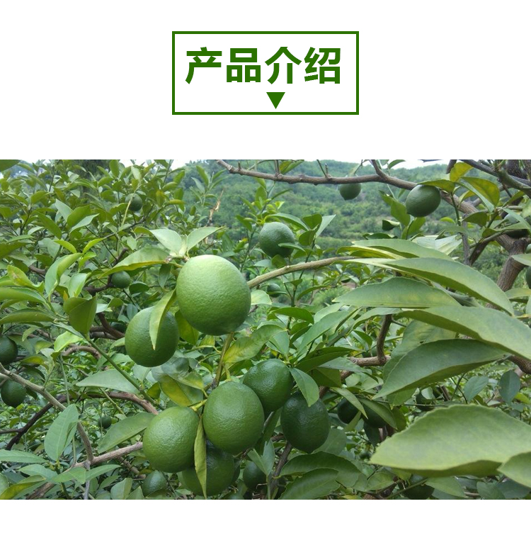 15kg 青柠檬 A802 详情页 _02 