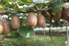 Pulpa Kiwi congelada NFC 