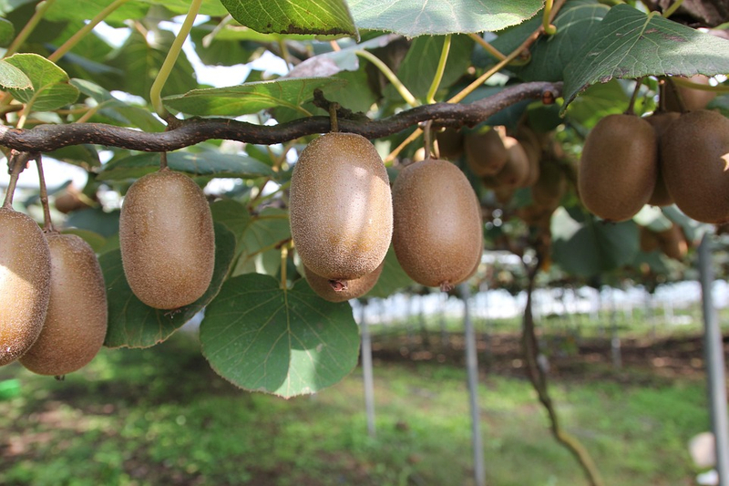 Pulpa Kiwi congelada NFC 