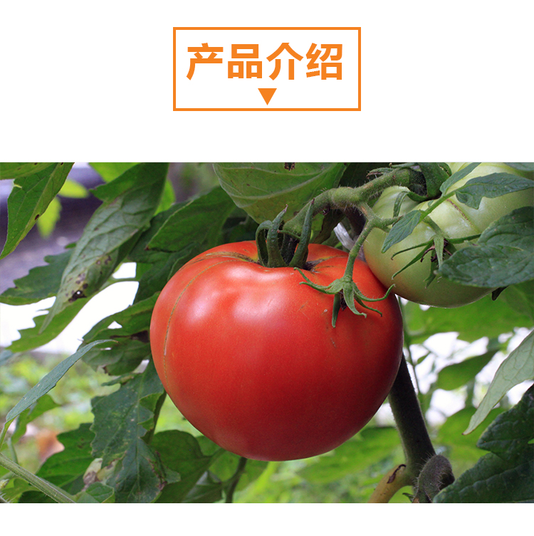 15 kg 番茄原粉详情页 _02