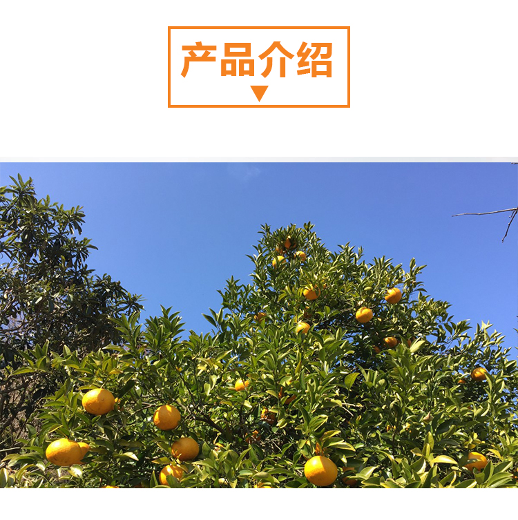 15 kg 沃柑原粉详情页 _02 15 kg