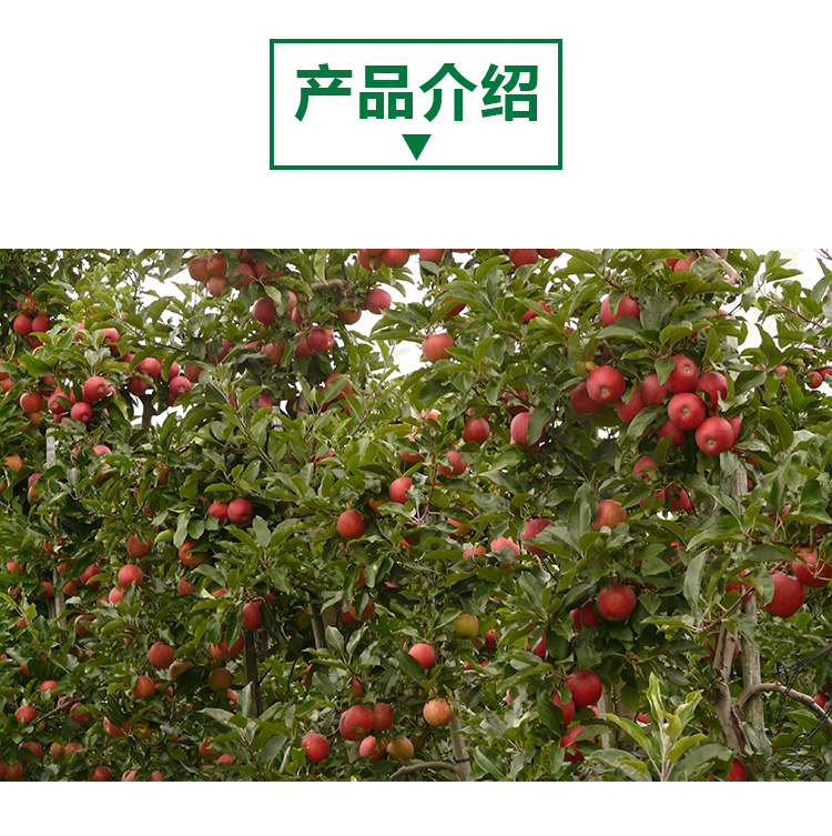 15 kg 苹果原粉详情页 _02