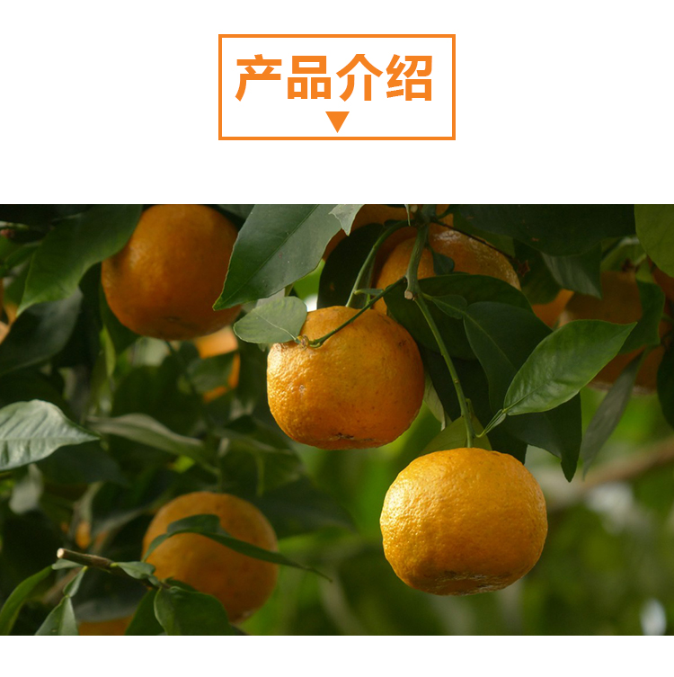 15 kg 沙糖桔原粉详情页 _02