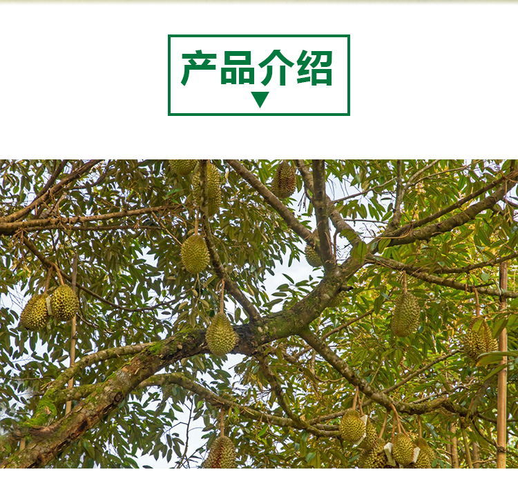 15 kg 榴莲原粉详情页 _02