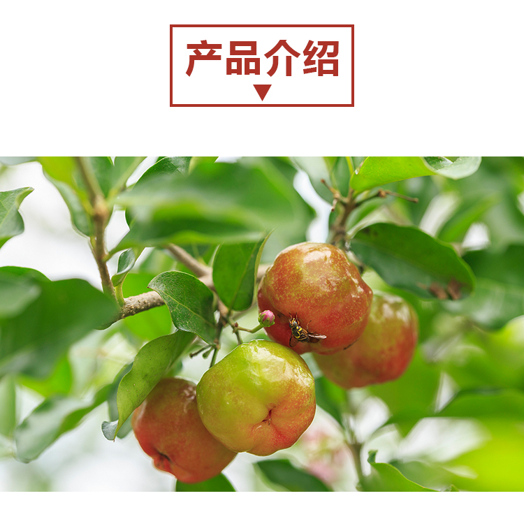 15kg 针叶