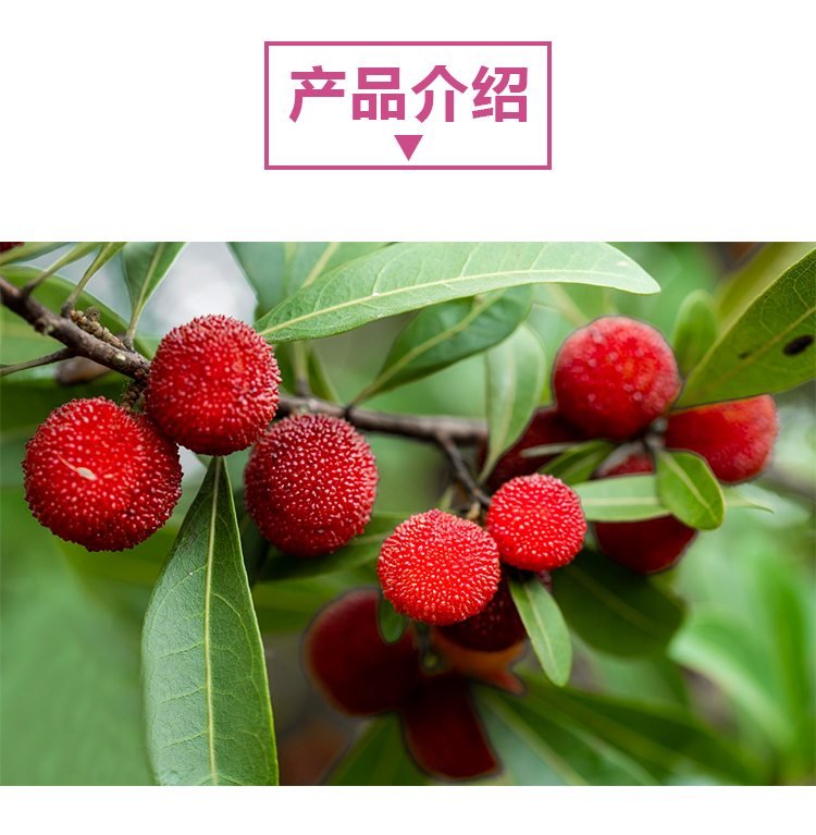 杨梅原粉详情页 _02