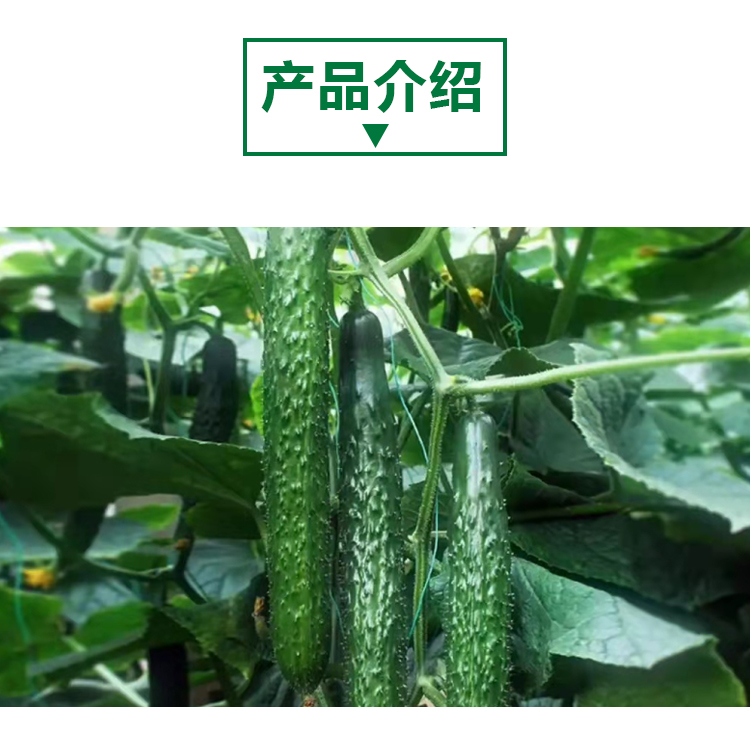 15 kg 青瓜原粉详情页 _02