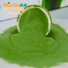 Polvo de col rizada (repollo de hoja)