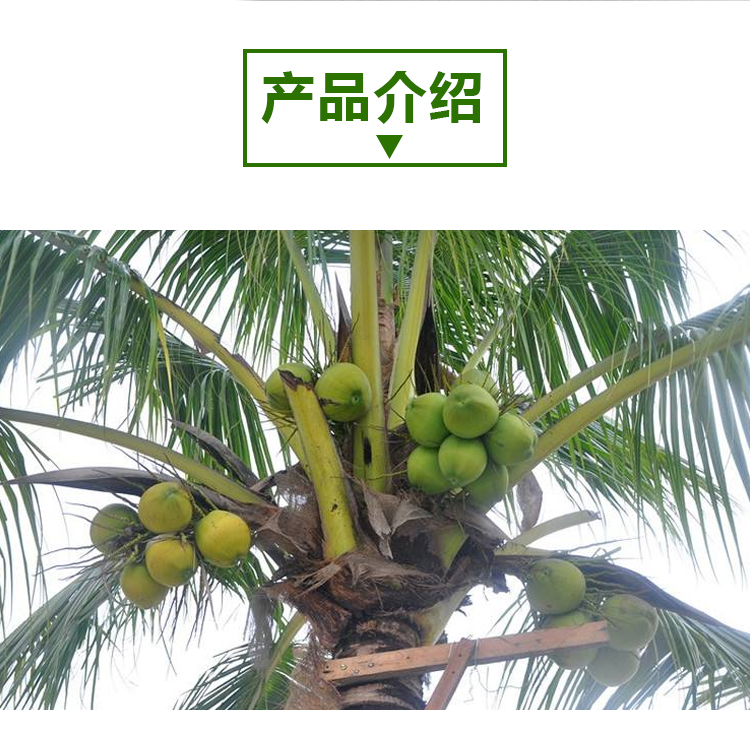 15kg 椰子水 A2703 详情页 _02 