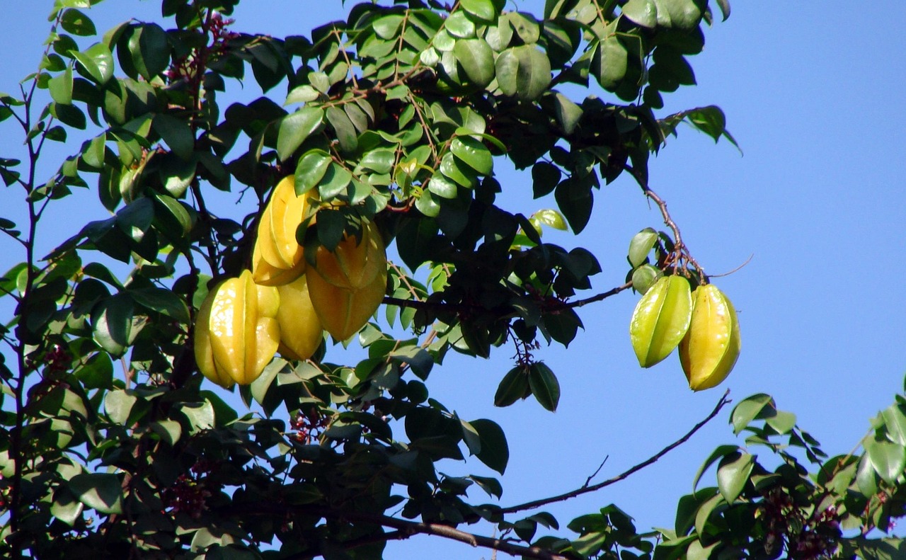 Carambola-173172_1280 