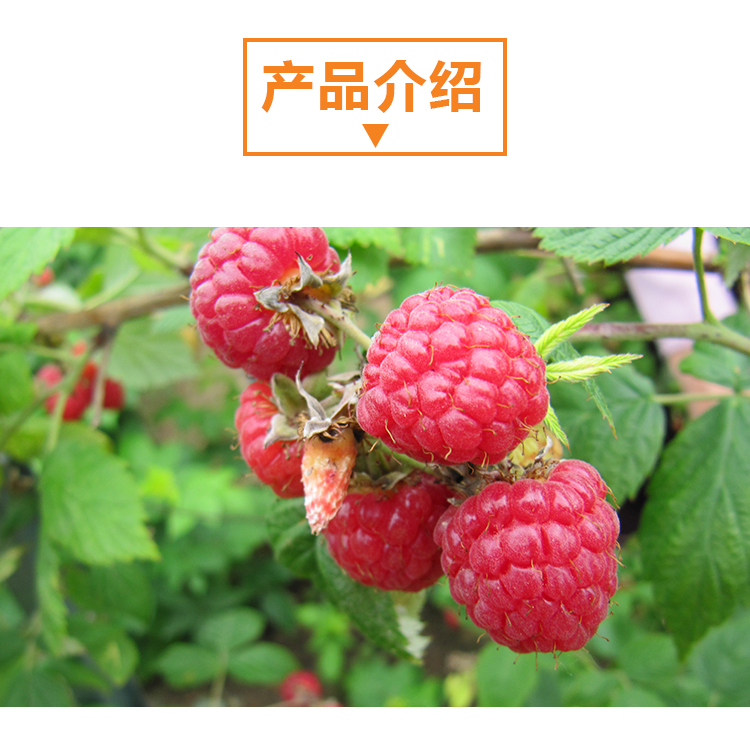 15 kg 树莓原粉详情页 _02 