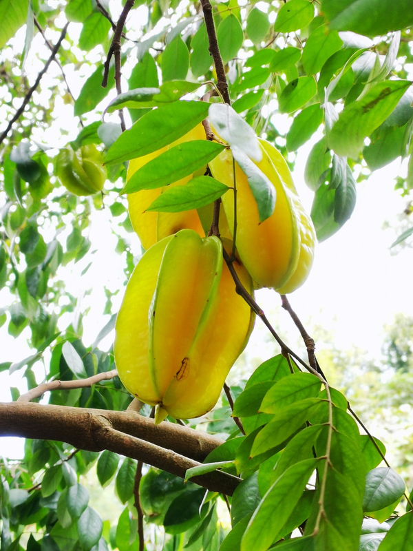 Pulpa de fruta de estrella congelada NFC (Carambola)