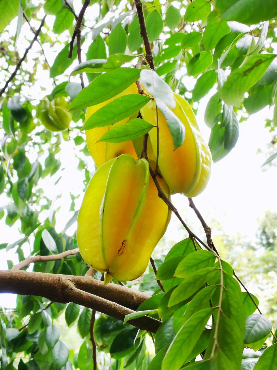 Starfruit Carambola
