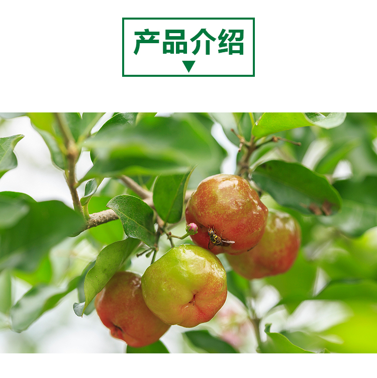 15kg 针叶