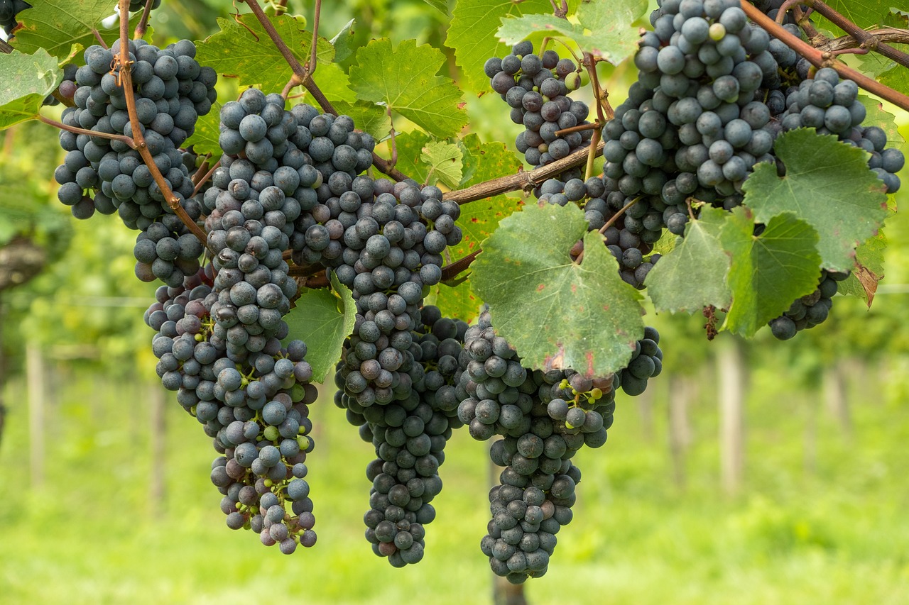 uvas-5551325_1280