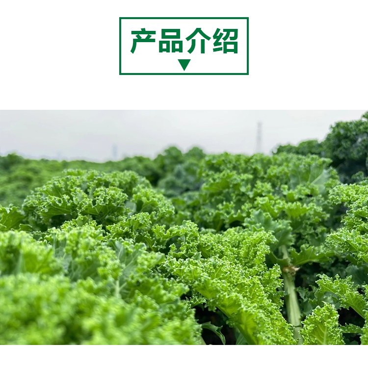 甘蓝原粉详情页 _02