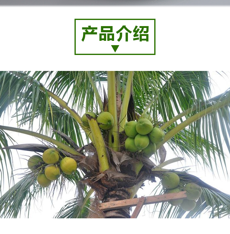 椰子蛋白粉详情页 _02