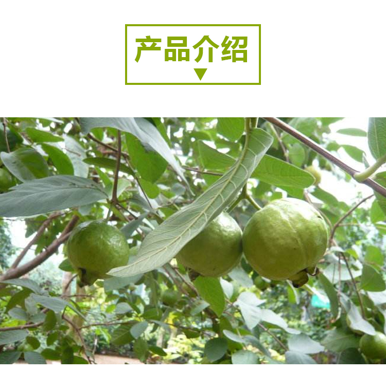 15 kg 番石榴 A903 详情页 _02 15kg