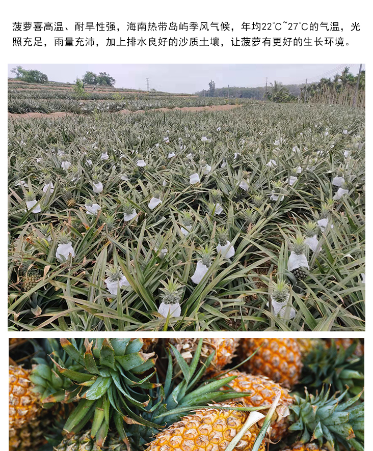 菠萝块详情