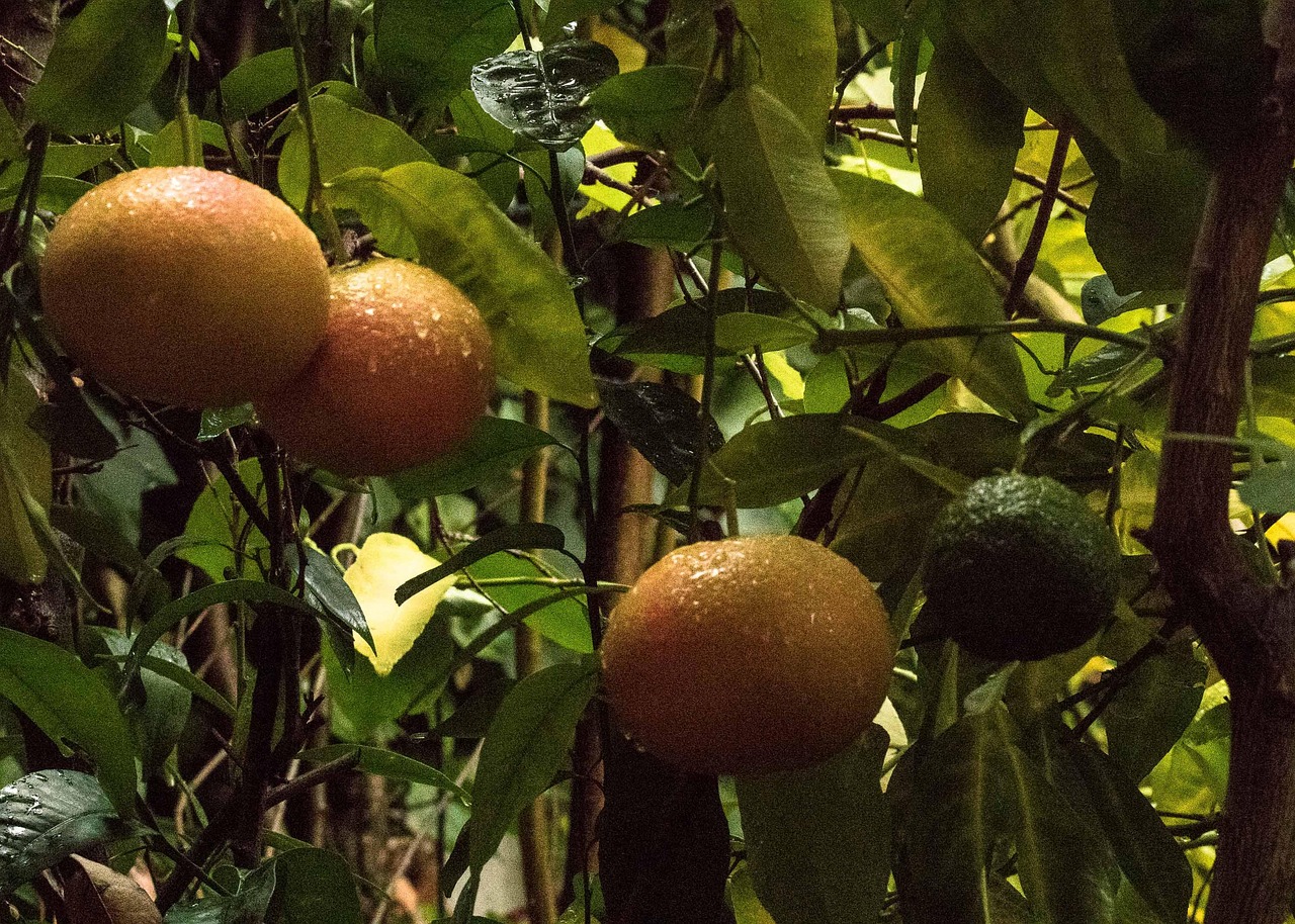 Grapefruit-5855661_1280 