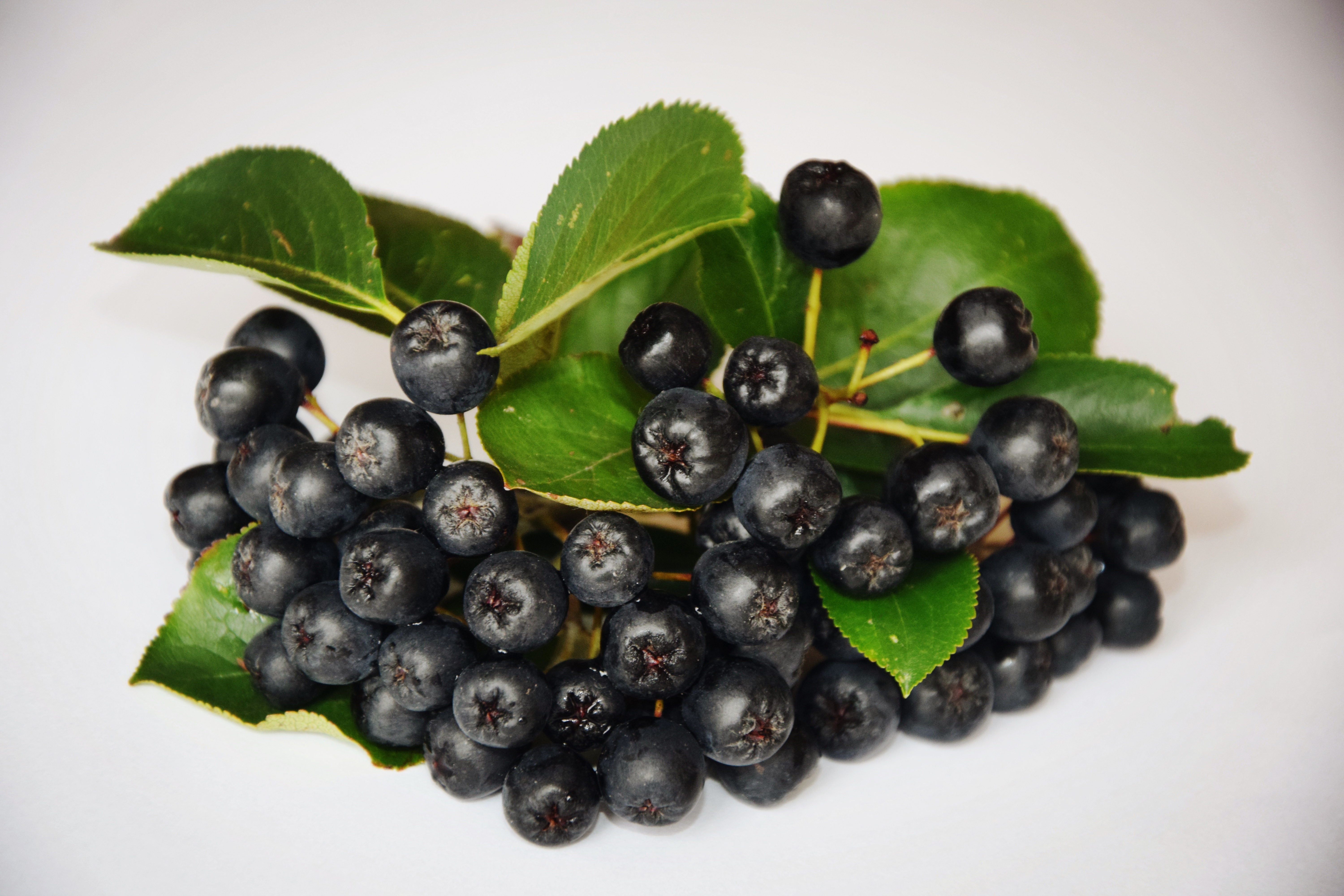 NFC Pulpa de chokeberry congelada (Aronia)