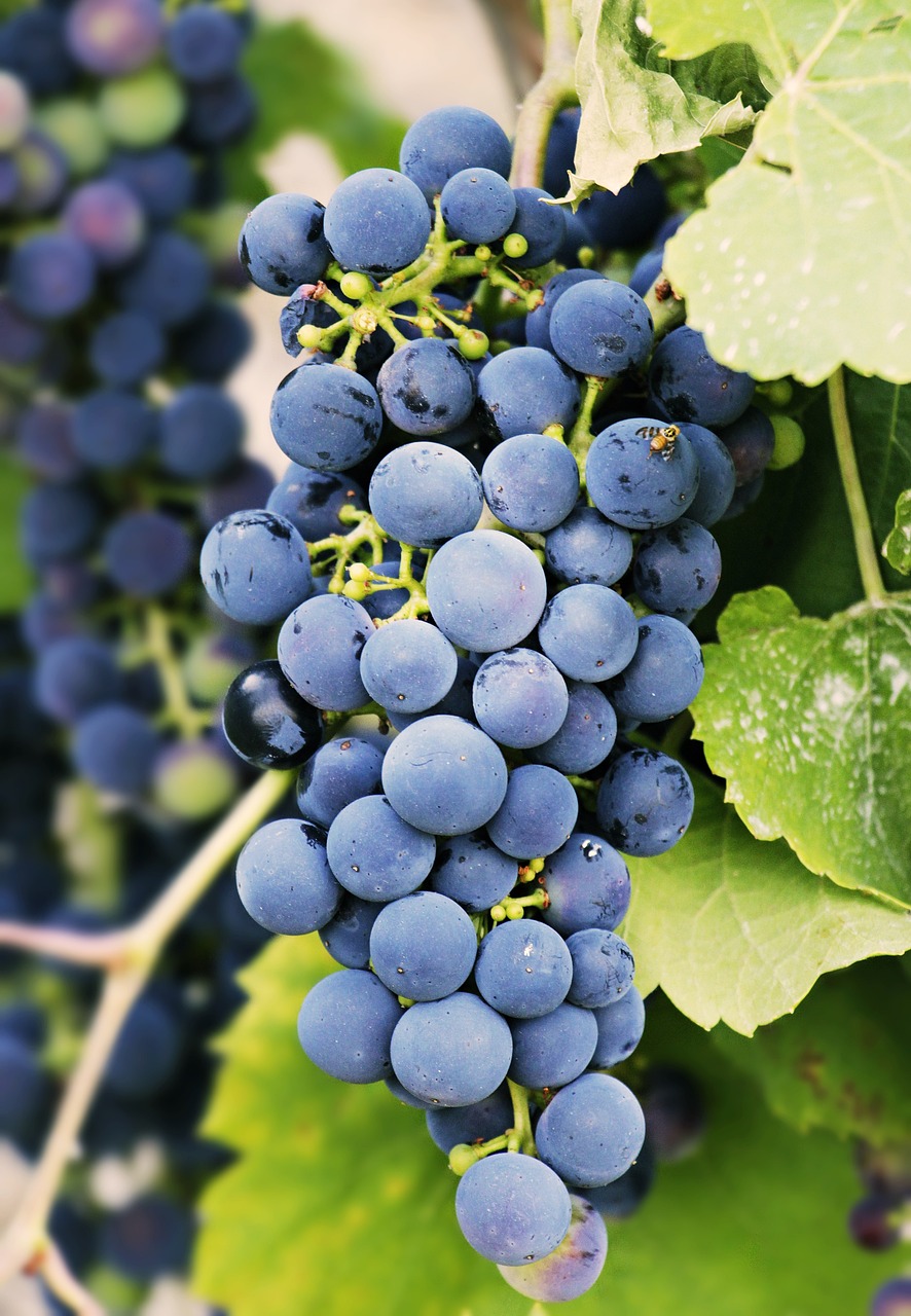 uvas-3623694_1280 